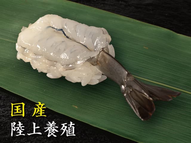 Sachi Shrimp (1 pc)