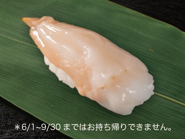 Whelk / Sea Snail (1 pc)